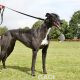 VICKY-greyhound - F (10)