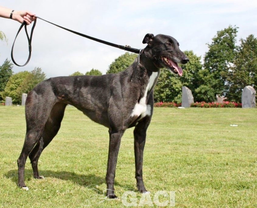 VICKY-greyhound - F (10)