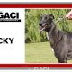 VICKY-greyhound - F (11)