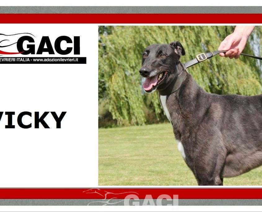 VICKY-greyhound - F (11)
