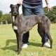 VICKY-greyhound - F (2)