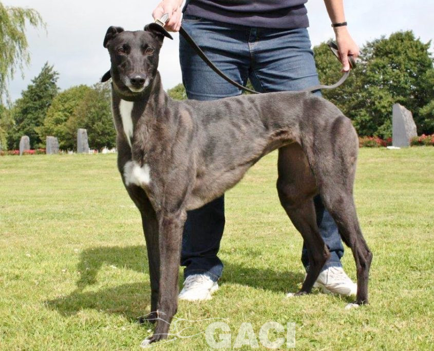 VICKY-greyhound - F (2)