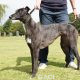 VICKY-greyhound - F (3)