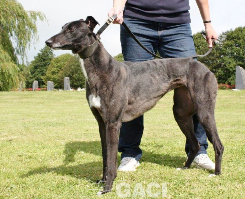 VICKY-greyhound - F (3)