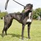 VICKY-greyhound - F (4)