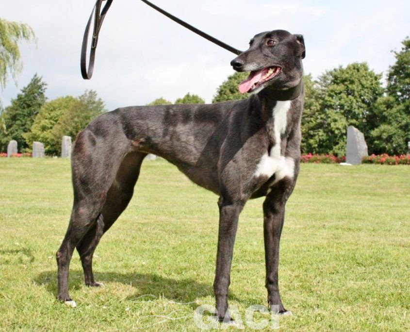 VICKY-greyhound - F (4)
