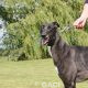 VICKY-greyhound - F (5)