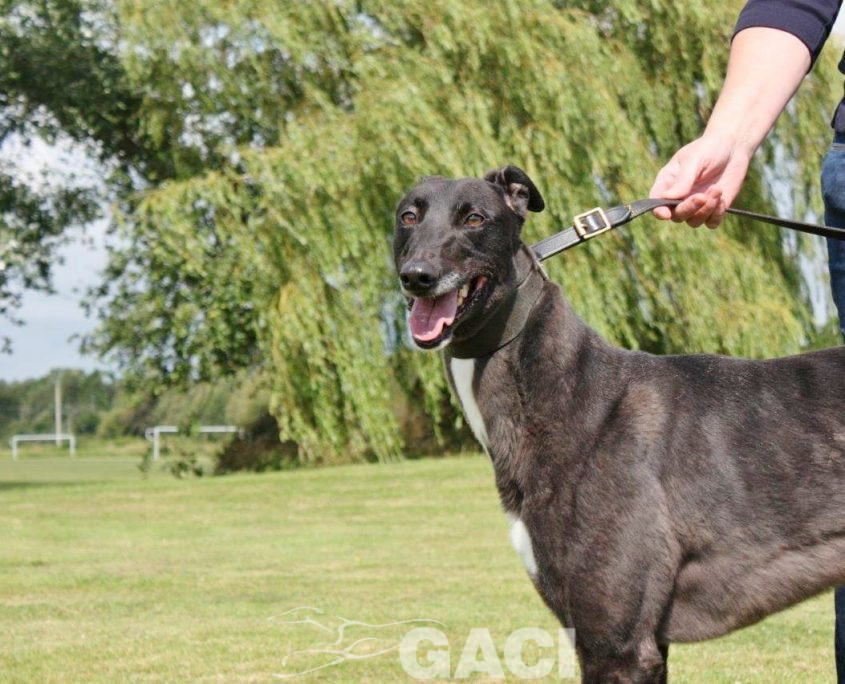 VICKY-greyhound - F (5)