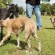 VICKY-greyhound - F (6)
