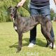 VICKY-greyhound - F (7)