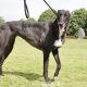 VICKY-greyhound - F (8)
