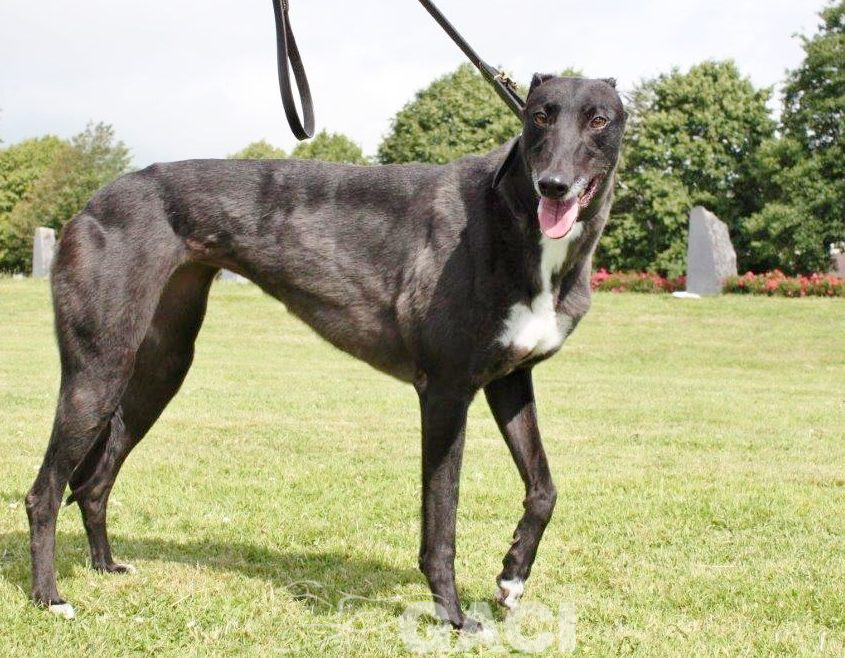 VICKY-greyhound - F (8)