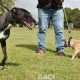 VICKY-greyhound - F (9)