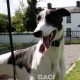 ALFIE-greyhound-M-Gaci (1)