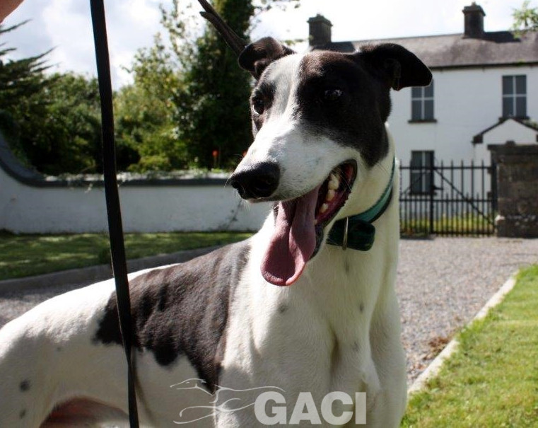 ALFIE-greyhound-M-Gaci (1)