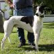 ALFIE-greyhound-M-Gaci (10)