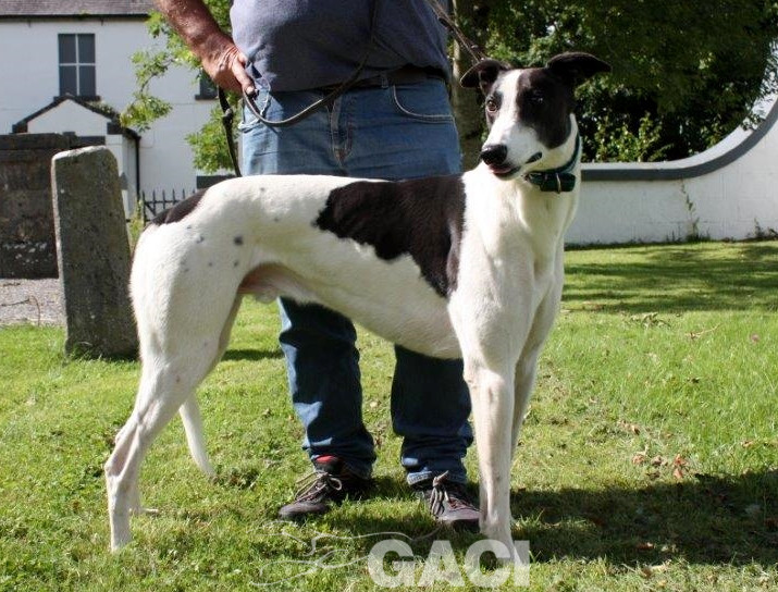 ALFIE-greyhound-M-Gaci (10)