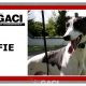 ALFIE-greyhound-M-Gaci (11)