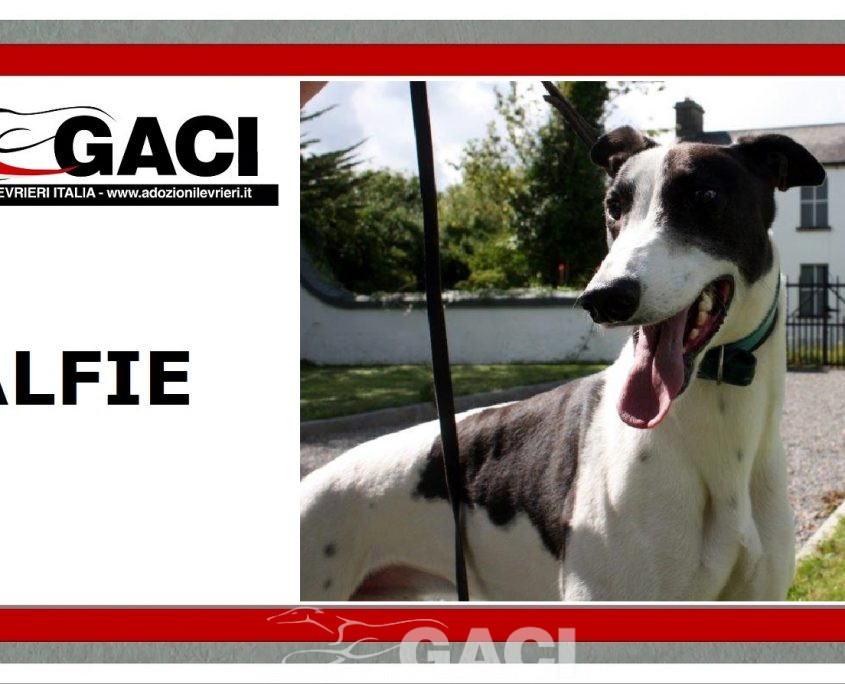 ALFIE-greyhound-M-Gaci (11)