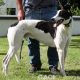 ALFIE-greyhound-M-Gaci (2)