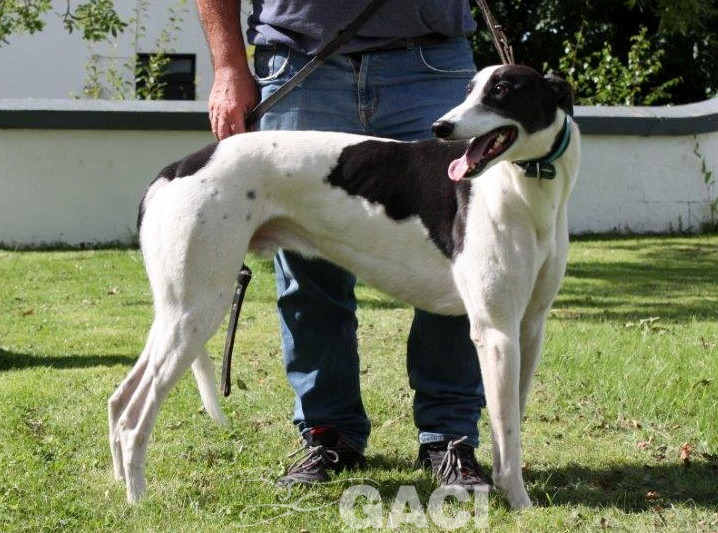 ALFIE-greyhound-M-Gaci (2)
