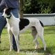 ALFIE-greyhound-M-Gaci (3)
