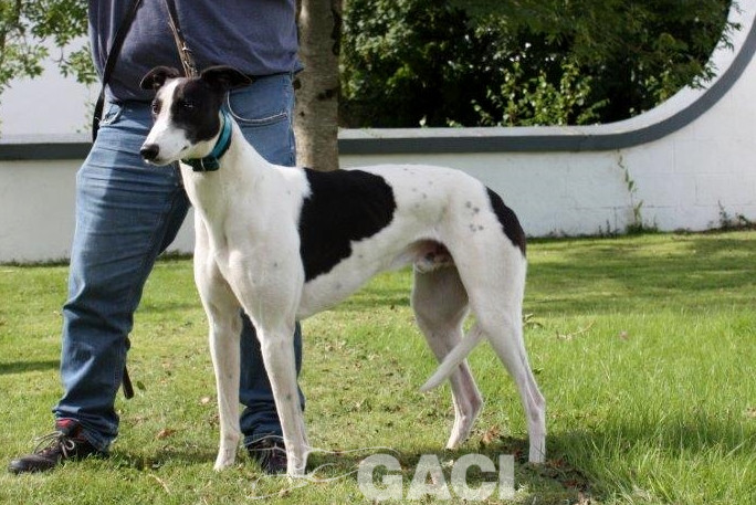ALFIE-greyhound-M-Gaci (3)