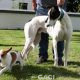 ALFIE-greyhound-M-Gaci (4)
