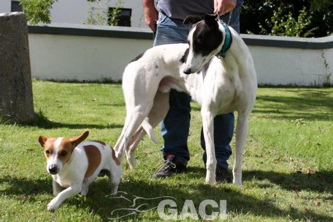 ALFIE-greyhound-M-Gaci (4)