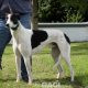 ALFIE-greyhound-M-Gaci (5)