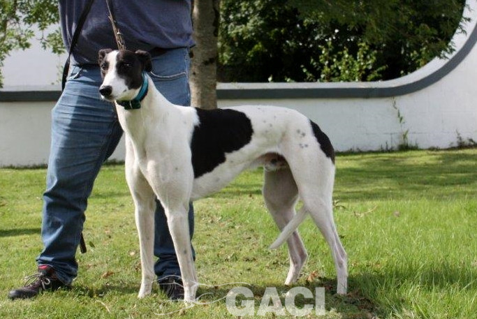 ALFIE-greyhound-M-Gaci (5)