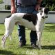 ALFIE-greyhound-M-Gaci (6)
