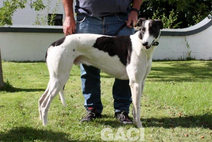 ALFIE-greyhound-M-Gaci (6)