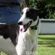 ALFIE-greyhound-M-Gaci (7)