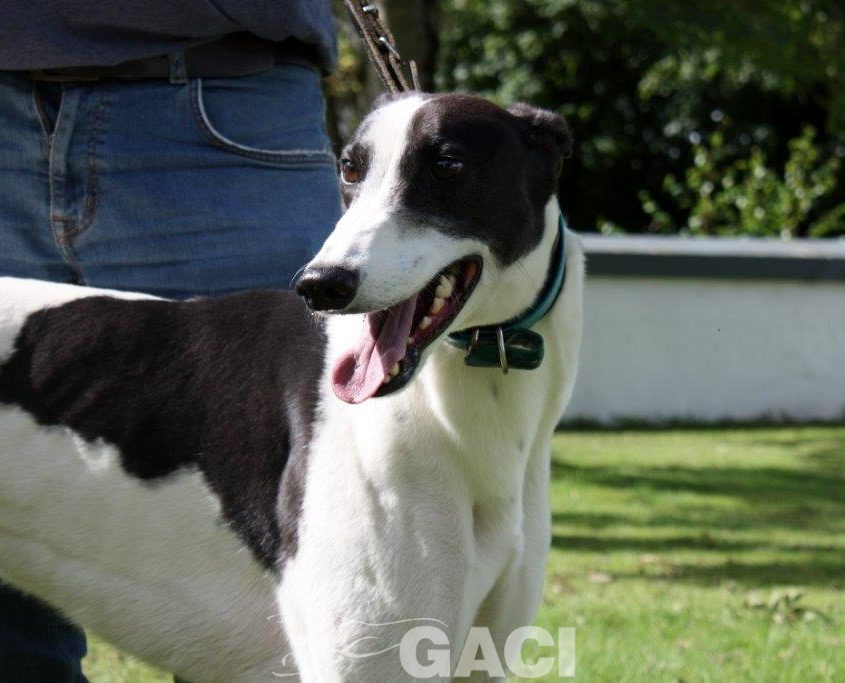 ALFIE-greyhound-M-Gaci (7)
