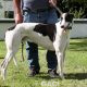 ALFIE-greyhound-M-Gaci (8)