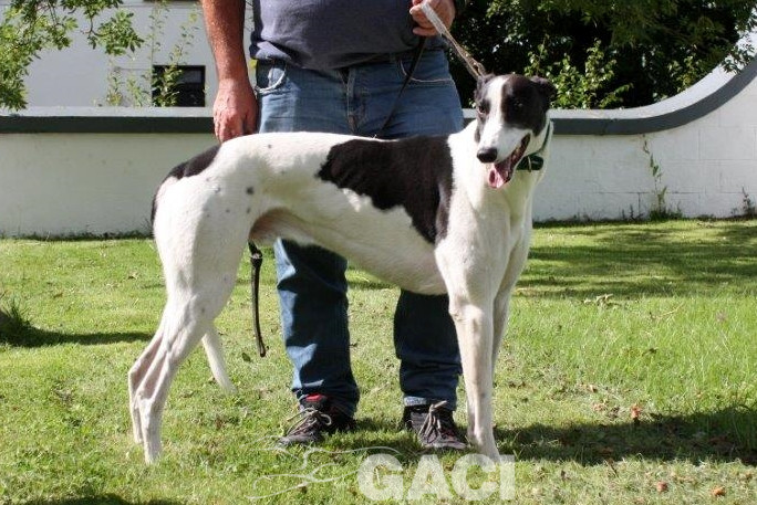 ALFIE-greyhound-M-Gaci (8)