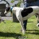 ALFIE-greyhound-M-Gaci (9)