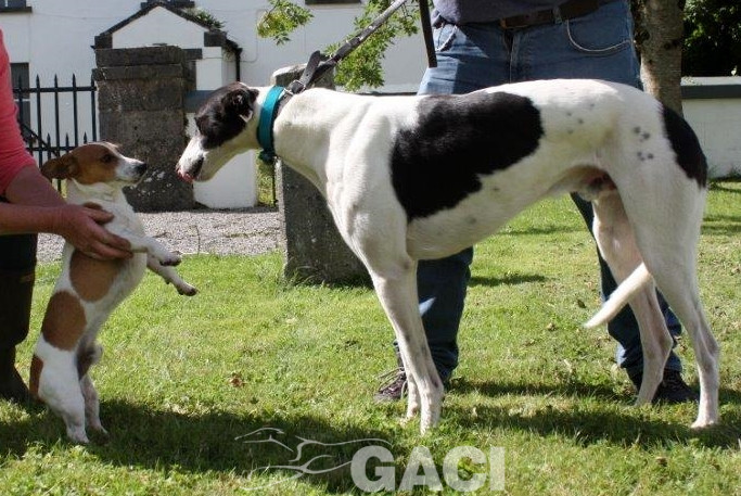 ALFIE-greyhound-M-Gaci (9)