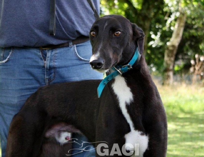 ALVIN-greyhound-M-Gaci (1)