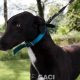 ALVIN-greyhound-M-Gaci (10)
