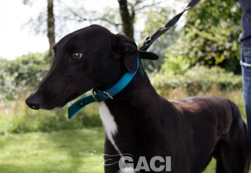 ALVIN-greyhound-M-Gaci (10)