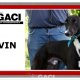 ALVIN-greyhound-M-Gaci (11)