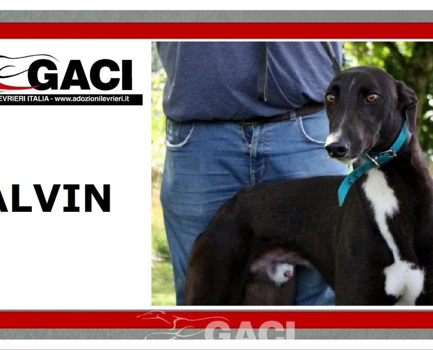 ALVIN-greyhound-M-Gaci (11)