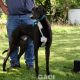 ALVIN-greyhound-M-Gaci (3)