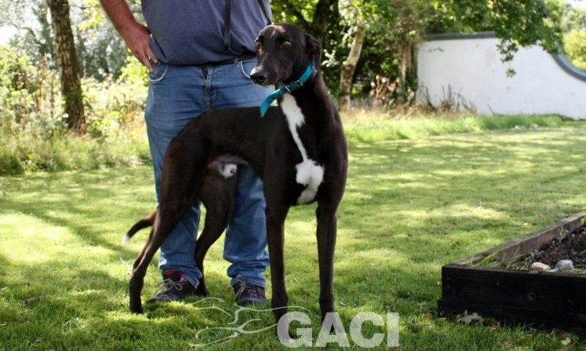 ALVIN-greyhound-M-Gaci (3)