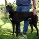 ALVIN-greyhound-M-Gaci (4)