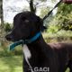 ALVIN-greyhound-M-Gaci (7)