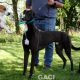 ALVIN-greyhound-M-Gaci (8)