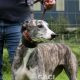 SAOIRSE-greyhound-F-Gaci (1)